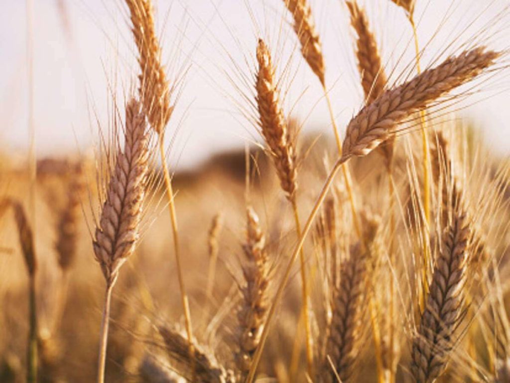 Landmark Study To Improve Global Wheat Production – India Education ...