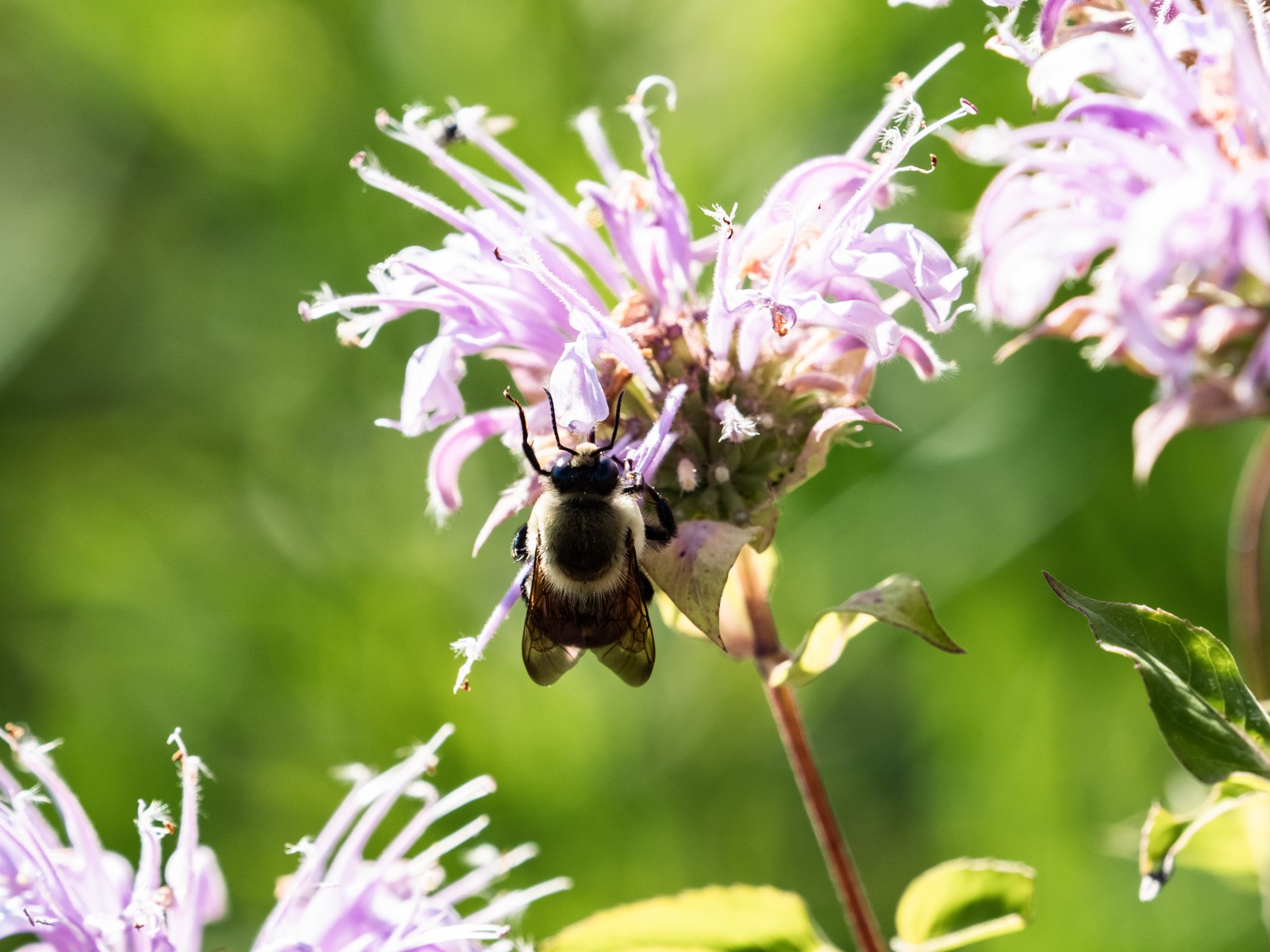 new-study-identifies-bee-s-knees-of-bumble-bee-diets-india-education