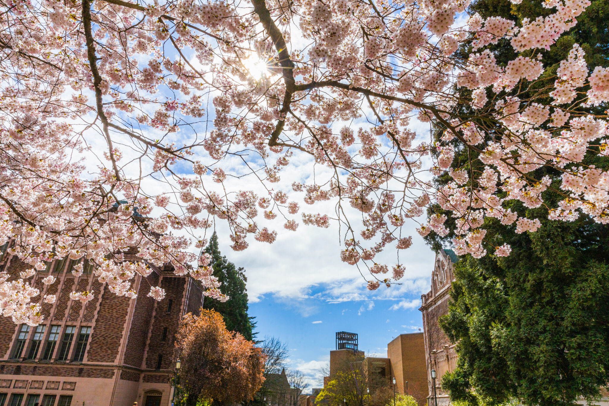 20230407_Cherry-Blossoms_0059-2048x1365-1.jpg