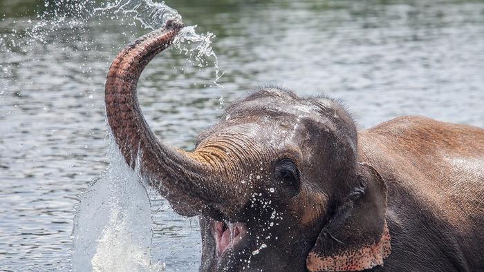 230522-A-young-Asian-Elephant-plays-with-water882573.jpg