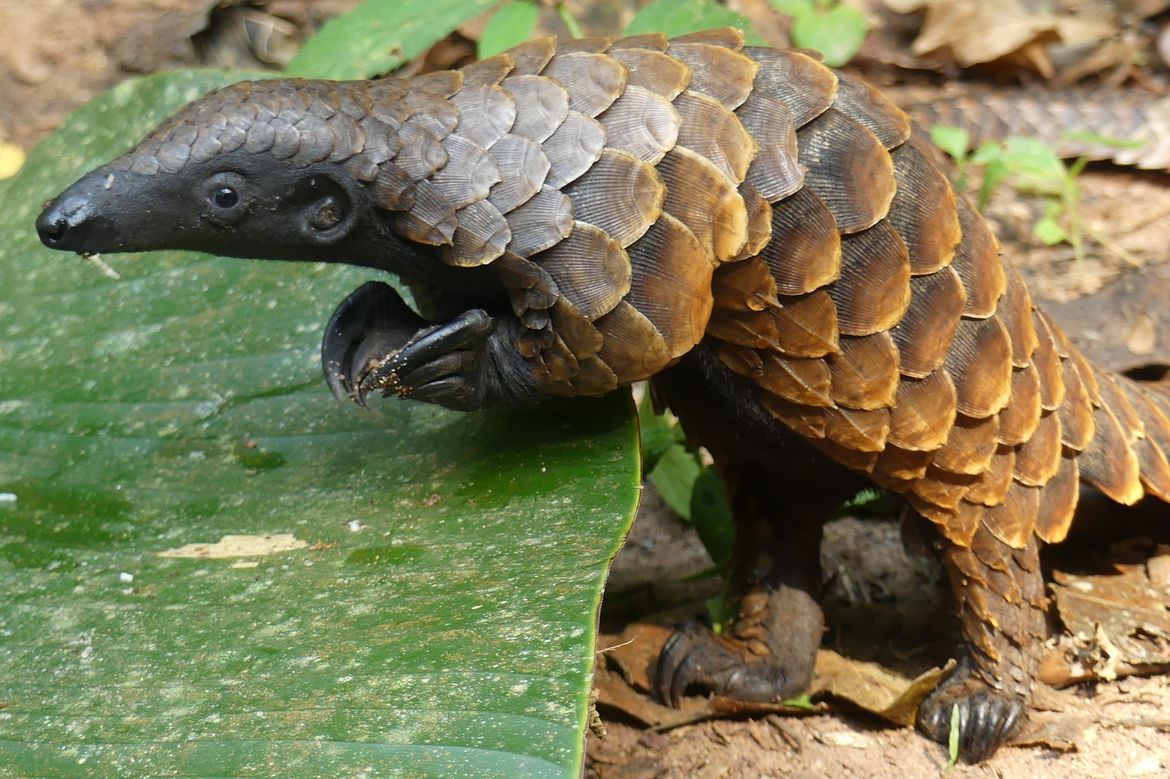 Genomic Research Finds White-bellied Pangolins Have Second-most Chromosomes  Among Mammals – India Education | Latest Education News | Global  Educational News | Recent Educational News