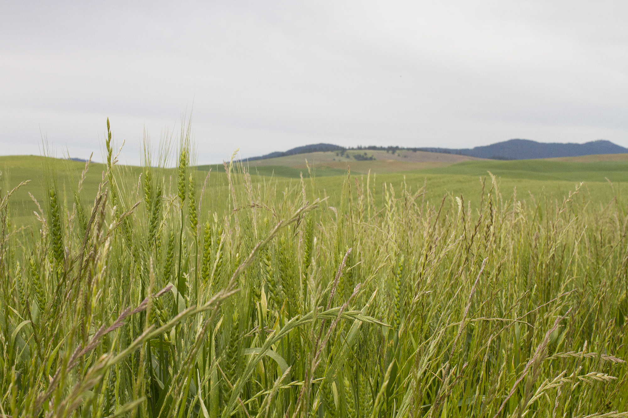 wheat-with-a-view.jpg