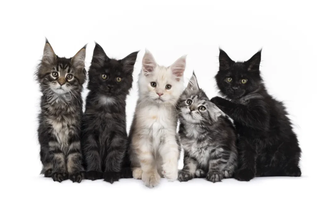 University Of Helsinki Researches Deep Into Character Traits Of Cats