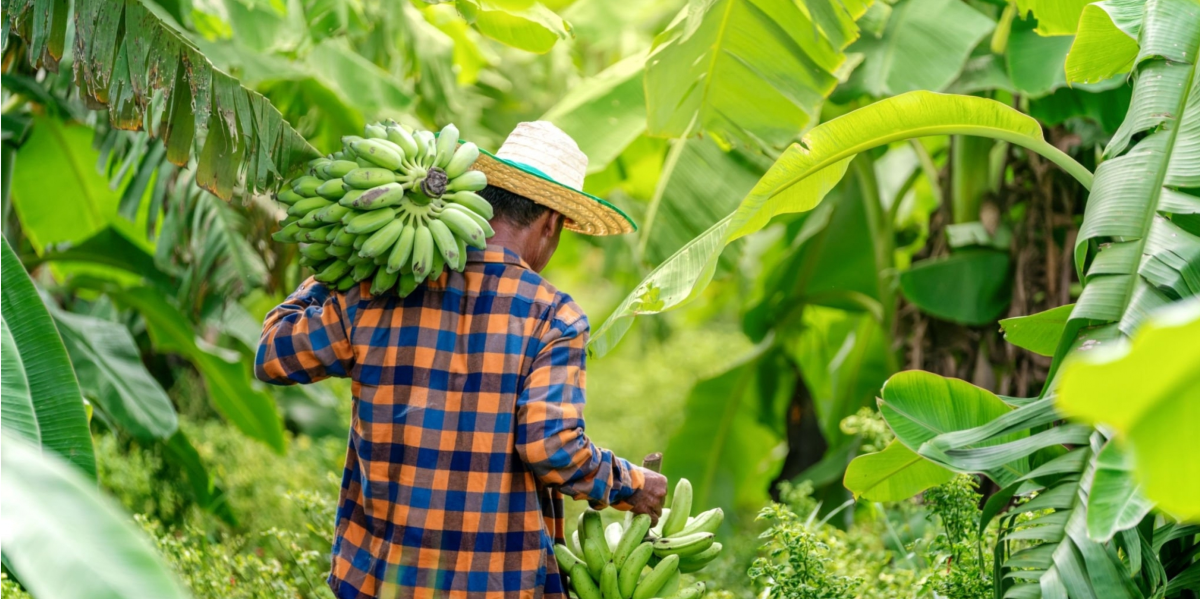 World Banana Forum prepares for 4th Global Conference amid multiple