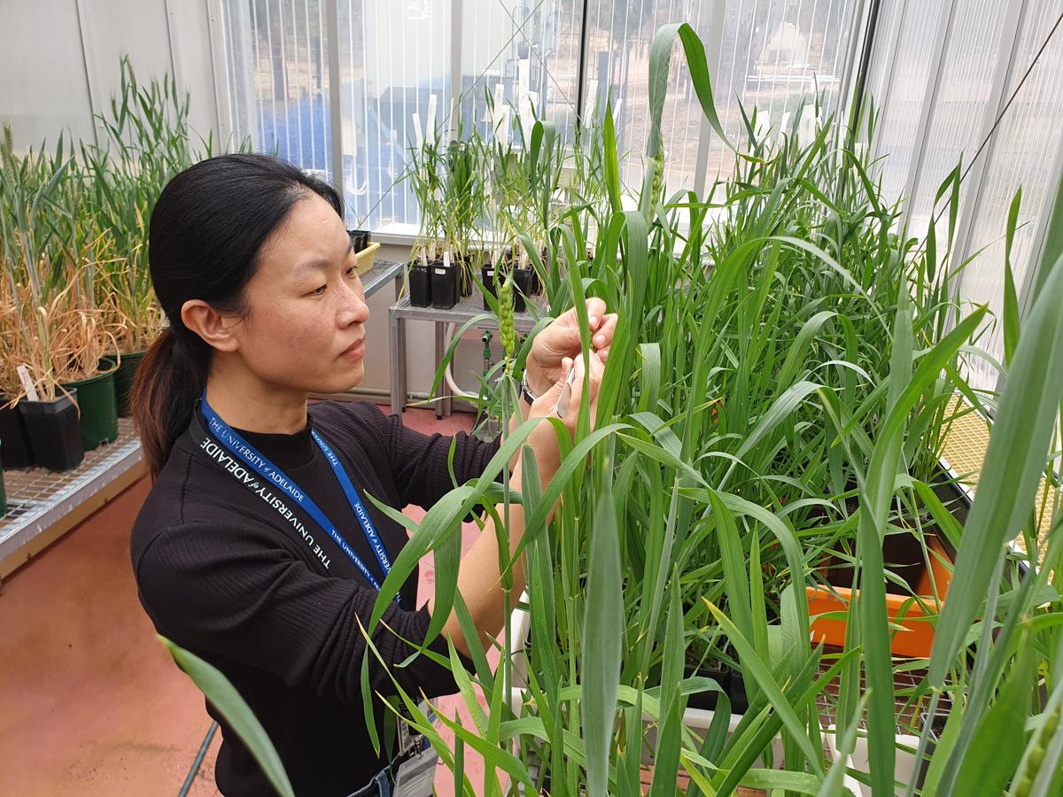 dr-xiujuan-yang-examining-the-health-state-of-wheat-flowers-credit-university-of-adelaide.jpg