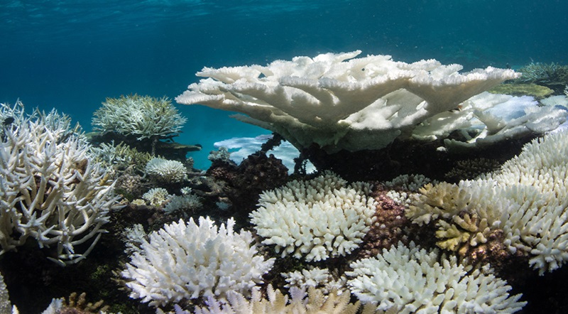 Coral Reef Expert to Address Concerning Increase in Ocean Temperatures ...