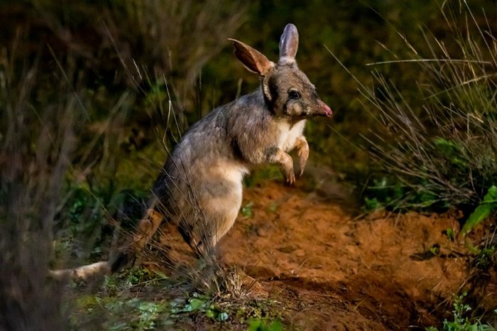 Clay-the-bilby-in-the-Sanctuary-Rick-Stevens-2.cropimg.width700.cropbasic.jpeg