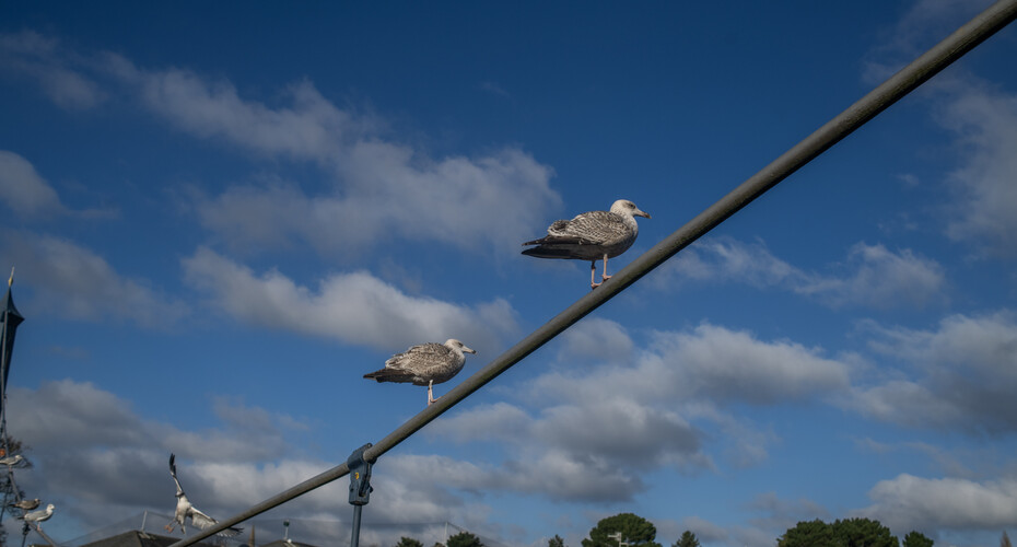 Seagulls-1.jpg