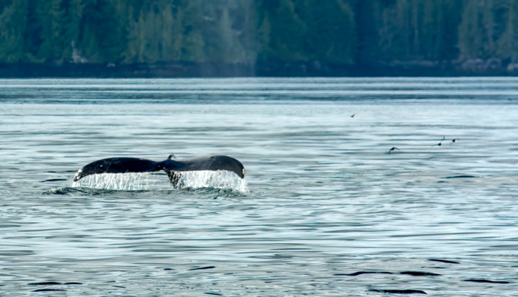 Rare Humpback Whale Entanglements in Fish Farms: Naivety May Be a