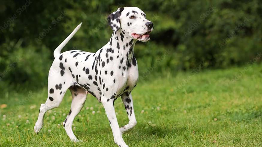 dalmatianweb-638525157878121458.jpg