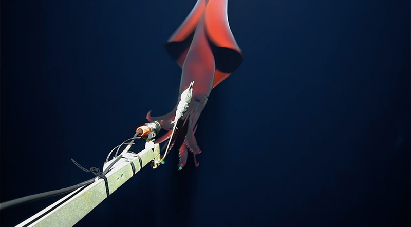 Rare Deep-Sea Squid Captured on Film at Great Depths – India Education ...