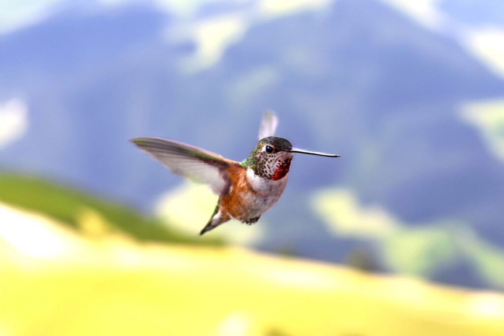 Study Reveals Hummingbirds’ Remarkable Sense of Touch Enables Precise