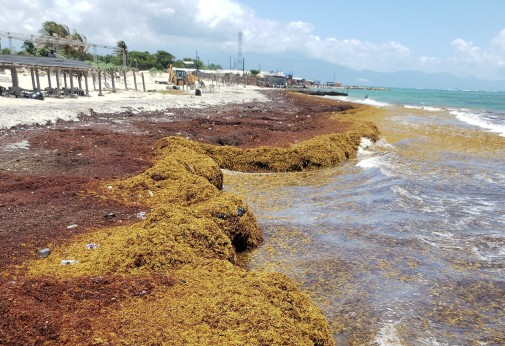 sargassum-505.jpg